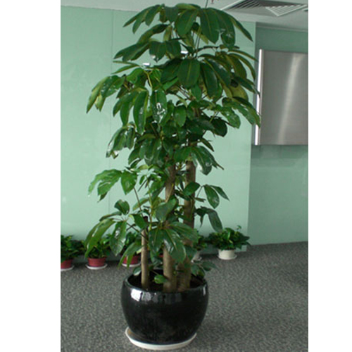 发财树是一种意寓吉祥,招财进宝的观叶盆景植物